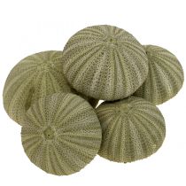 kategori Skal dekoration