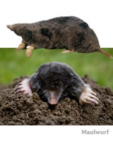 Mole, snegl & Co.