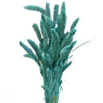Artikel Tørrede blomster, Setaria Pumila, hirseblå 65cm 200g