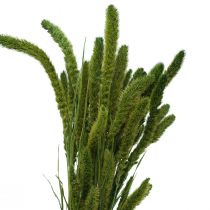 Artikel Tørrede blomster, Setaria Pumila, børster hirsegrøn 75cm 170g