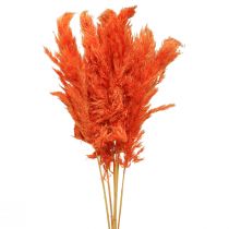 Pampas græs deco tørret orange tør floristics 72cm 6 stk