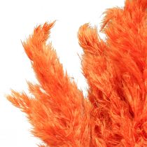 Pampas græs deco tørret orange tør floristics 72cm 6 stk