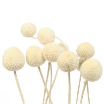 Artikel Tørrede blomster Craspedia tørret, trommestikker bleget 60cm 10 stk