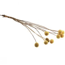 Artikel Craspedia tørrede blomster, gule, 70 cm, dekorative, 10 stk.