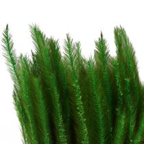 Grøn rævehale Setaria viridis tørt græs 52cm 28g