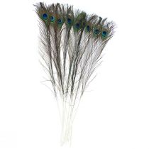 Påfuglefjer dekorative fjer til fremstilling af fuglefjer H78cm 10 stk.