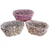 Artikel Plantekurv søgræskurv vandhyacint plantekasse oval 20,5cm 3 stk