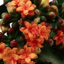 Artikel Flaming Käthchen Kalanchoe kunstig orange 24cm