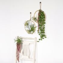 Artikel Sedum &#39;Rubin&#39; hængeplante – dekorativ, letplejelig sukkulent 43 cm 3 stk.