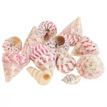 Maritim dekoration sneglehuse dekoration pink Trochus Maculatus 1100gr