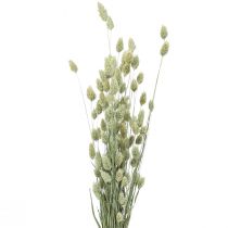Tørrede græsser Phalaris tørret tør floristisk natur 55cm 80g
