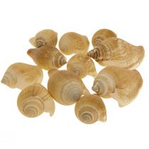 Snegleskaller Deco Havsnegl Brun Hvid 3,5-5cm 250g