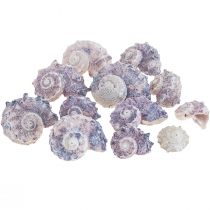 Snegleskaller Deco Havsnegle Lilla Hvid 3-6cm 250g