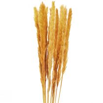 Pampas græs deco, pampas græs tørret pampas græs gul 74cm 10 stk.