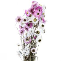 Artikel Tørrede blomster Hvide Lyserøde Halmblomster 40-45cm 30g