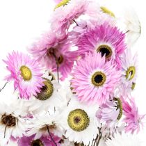 Artikel Tørrede blomster Hvide Lyserøde Halmblomster 40-45cm 30g