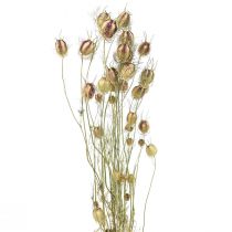 Artikel Nigella tørret blomst Jungfer im Grünen tør blomsterhandel 24-45cm 20g