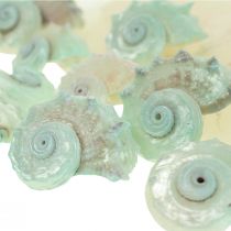 Capiz Perlemor Shell Perlemor Skiver Søsnegleskal Grøn 2-9 cm 650g