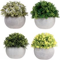 Artikel Kunstige planter Kunstig buksbom 12,5cmר12cm 4stk