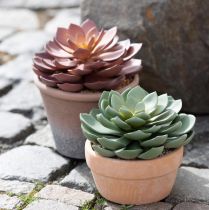 Artikel Sukkulent plante i potte Echeveria kunstgrøn Ø15cm