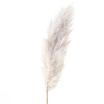 Pampas græs deco tørret naturlig tør floristry 100cm