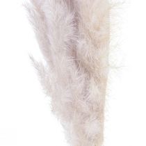 Pampas græs deco tørret naturlig tør floristry 100cm
