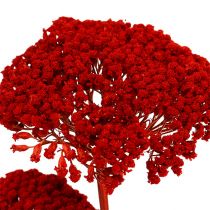 Achillea 1 kg valmuerød