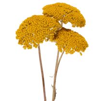 Artikel Achillea Natur Gelb Røllike Tørrede Blomster Gule 1kg