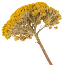Artikel Achillea Natur Gelb Røllike Tørrede Blomster Gule 1kg