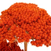 Achillea 1 kg orange