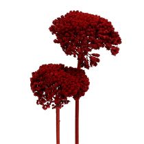 Artikel Achillea 1 kg vinrød