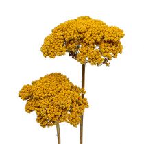 Achillea 1 kg naturlig