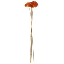 Artikel Tørrede røllikea-appelsinblomster, 45-60 cm, 1 kg