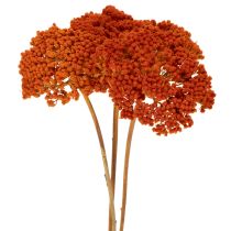 Artikel Tørrede røllikea-appelsinblomster, 45-60 cm, 1 kg