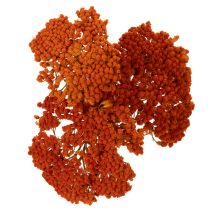Artikel Tørrede røllikea-appelsinblomster, 45-60 cm, 1 kg
