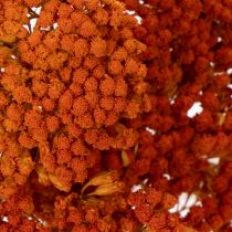 Artikel Tørrede røllikea-appelsinblomster, 45-60 cm, 1 kg