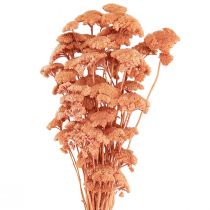 Artikel Achillea røllike tørrede engblomster laks 40-50cm 80g