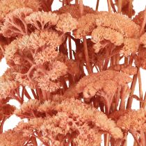 Artikel Achillea røllike tørrede engblomster laks 40-50cm 80g