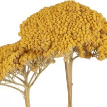 Artikel Røllike tørrede blomster Achillea millefolium 30g x 2stk