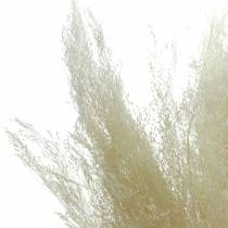 Tørt græs Agrostis bleget 40g