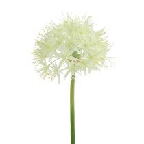 Allium creme hvid L76cm