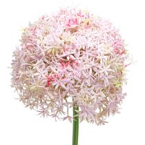 Artikel Allium med lyserøde blomster kunstløg Ø18cm L90cm