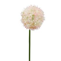 Allium fløde-pink Ø15cm L70cm