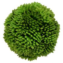 Allium kugle 5cm grøn 4stk