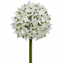 Artikel Dekorativ blomst Allium, kunstig kugleløg, prydløg hvid Ø20cm L72cm