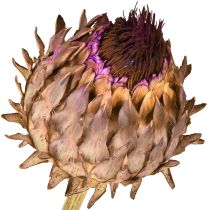 Artikel Tørret artiskokblomst Cynara Ø9cm 16 stk