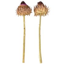 Artikel Tørret artiskokblomst Cynara Ø9cm 16 stk