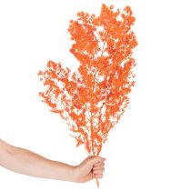 Artikel Tørrede aspargesblomster gren dekorativ asparges farvet 65 cm 80 g