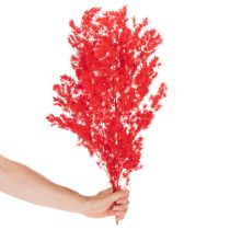Artikel Tørrede aspargesbunker til blomsterarrangementer 65 cm 80 g