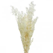 Asparges tør dekoration hvidt tørret prydgræs 80g